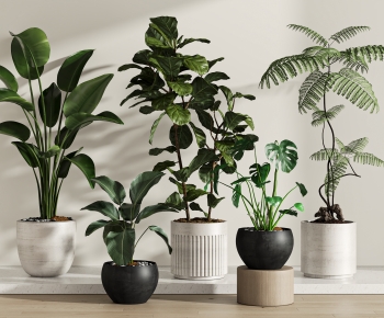 Modern Ground Green Plant Potted Plants-ID:116090862