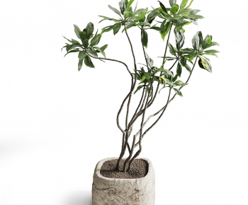 Wabi-sabi Style Ground Green Plant Potted Plants-ID:735797888