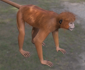 Modern Mammal-ID:203592064