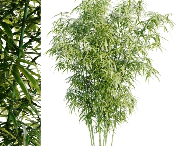 Modern Bamboo-ID:975033045