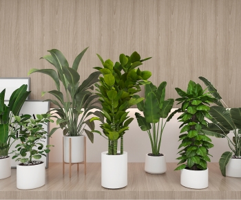 Modern Ground Green Plant Potted Plants-ID:485739799