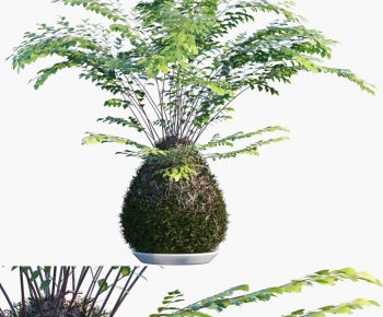 Modern Shrubbery-ID:489645004