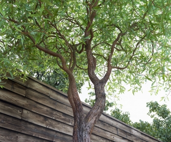 Modern Tree-ID:833889967