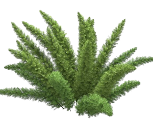 绿植png-ID:6075268