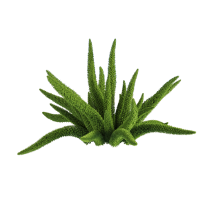 绿植png-ID:6075270