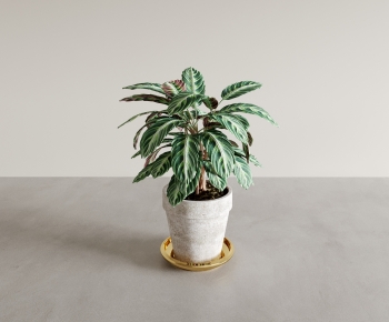 Modern Desktop Plant-ID:930102112