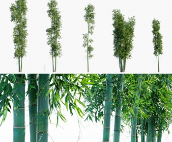 Modern Bamboo-ID:948759087