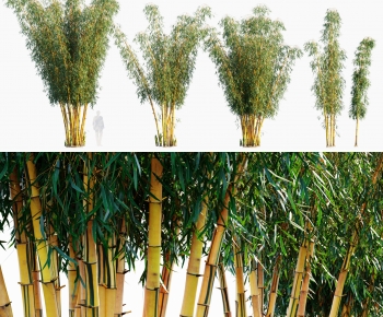 Modern Bamboo-ID:358120927