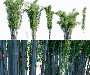 Modern Bamboo-ID:319204096