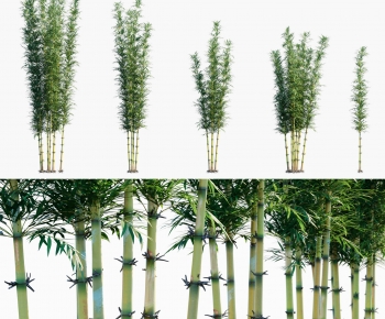 Modern Bamboo-ID:452867036