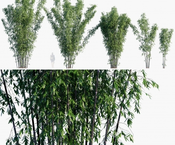 Modern Bamboo-ID:840711123