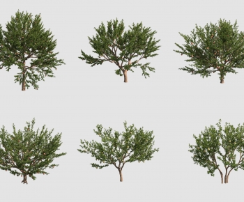 Modern Tree-ID:272985947