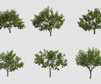 Modern Tree-ID:344430925