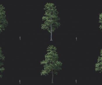 Modern Tree-ID:561714896