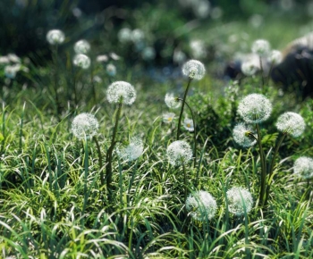 Modern Flowers And Grass-ID:861356977