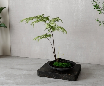 Modern Bonsai-ID:242350127