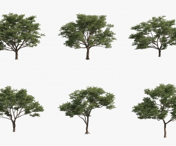 Modern Tree-ID:229228971