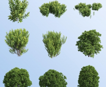 Modern Shrubbery-ID:818369421