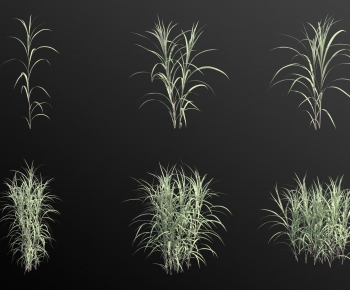 Modern Plant-ID:610301028