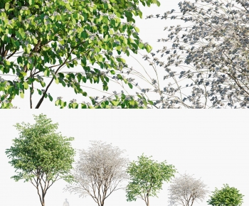 Modern Tree-ID:397084954