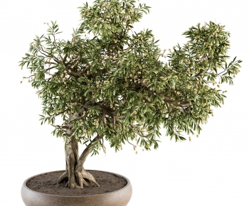 Modern Bonsai-ID:110049274