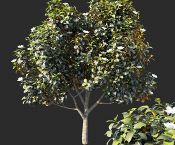 Modern Tree-ID:646681079