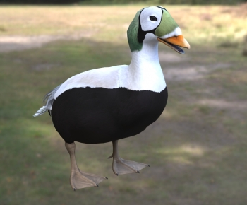 Modern Animal Duck-ID:339400851