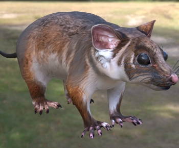 Modern Mammal-ID:717816114