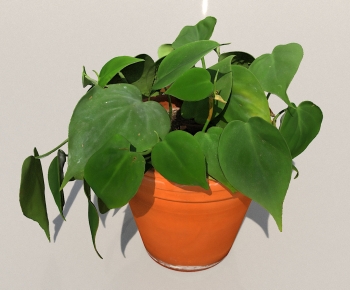 Modern Potted Green Plant-ID:637337925