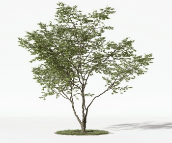 Modern Tree-ID:858790921