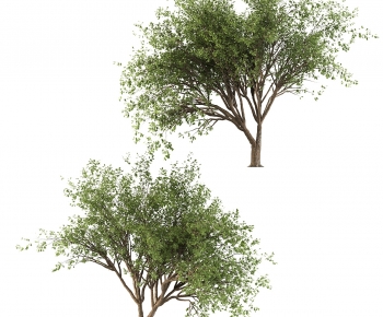 Modern Tree-ID:716222055