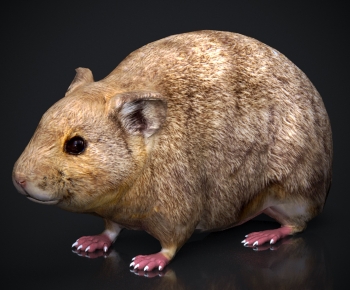 Modern Mammal-ID:258832936