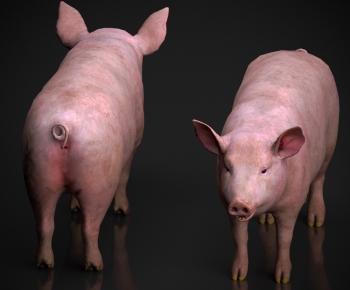 Modern Animal Pig-ID:375113964