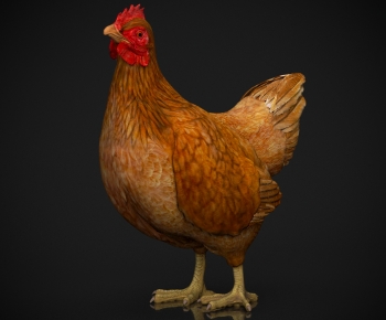 Modern Poultry Animal-ID:429680116