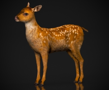 Modern Mammal-ID:442102915