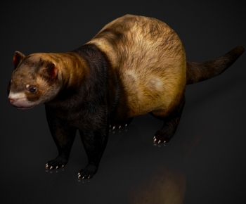 Modern Mammal-ID:384551058