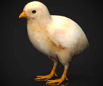 Modern Poultry Animal-ID:176761234