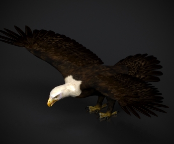 Modern Flying Animals-ID:193465958