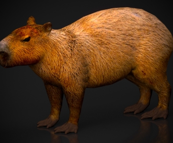 Modern Mammal-ID:357064013