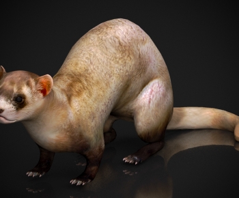 Modern Mammal-ID:148473024