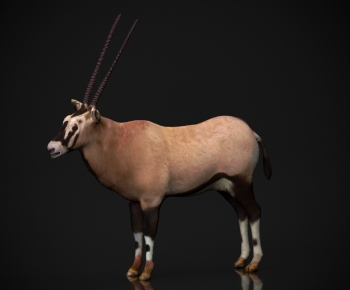 Modern Mammal-ID:355609893