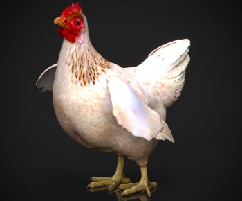 Modern Poultry Animal-ID:984577893