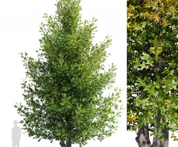 Modern Tree-ID:123915918