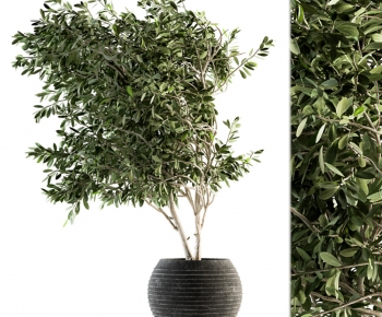 Modern Ground Green Plant Potted Plants-ID:248771911