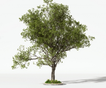 Modern Tree-ID:771286012