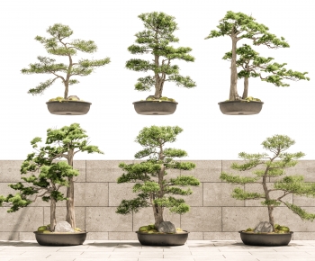 Modern Bonsai-ID:294437893