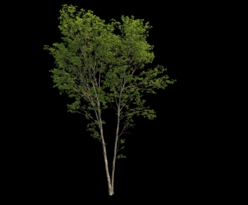 Modern Tree-ID:927510391