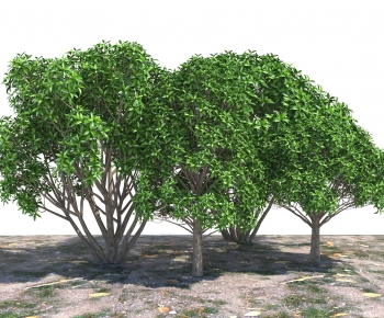 Modern Tree-ID:361850027