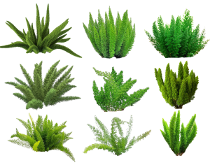 ModernPlant Leaves