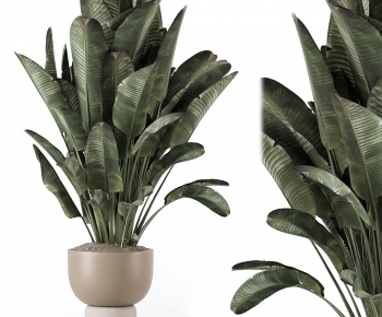 Modern Ground Green Plant Potted Plants-ID:608130937